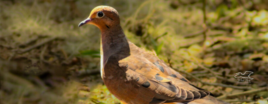 A mourning dove struts around on the ground in search for seeds.