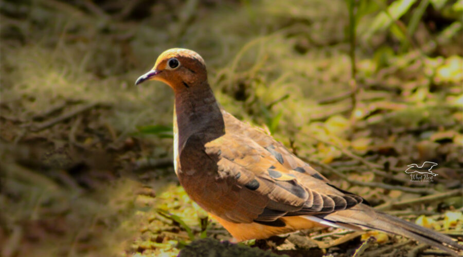 A mourning dove struts around on the ground in search for seeds.