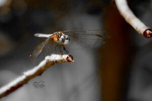 A blue dasher dragonfly has found a perfect perch to hunt from.