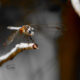 Probably the Last Beautiful Blue Dasher of the Season