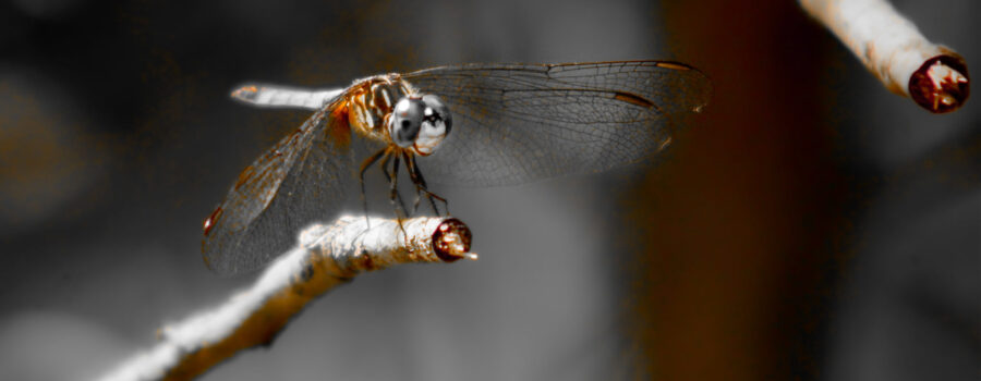 A blue dasher dragonfly has found a perfect perch to hunt from.