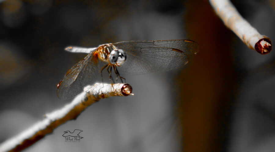 A blue dasher dragonfly has found a perfect perch to hunt from.