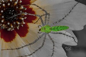 This artistically processed macro photo shows a Lynx spider crawls over the petals of a tickseed flower.