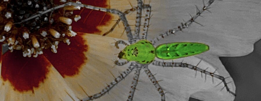 This artistically processed macro photo shows a Lynx spider crawls over the petals of a tickseed flower.