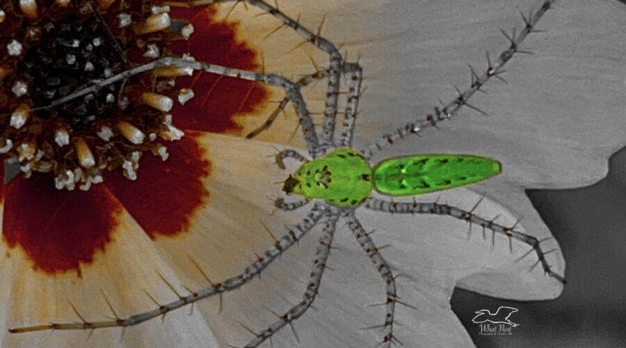 This artistically processed macro photo shows a Lynx spider crawls over the petals of a tickseed flower.