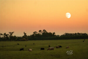 A beautiful fall evening in central Florida results in a great sunset over grazing cattle.