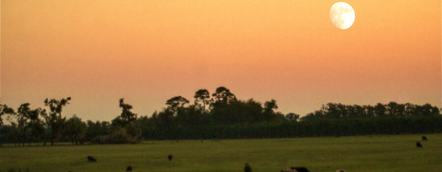 A beautiful fall evening in central Florida results in a great sunset over grazing cattle.