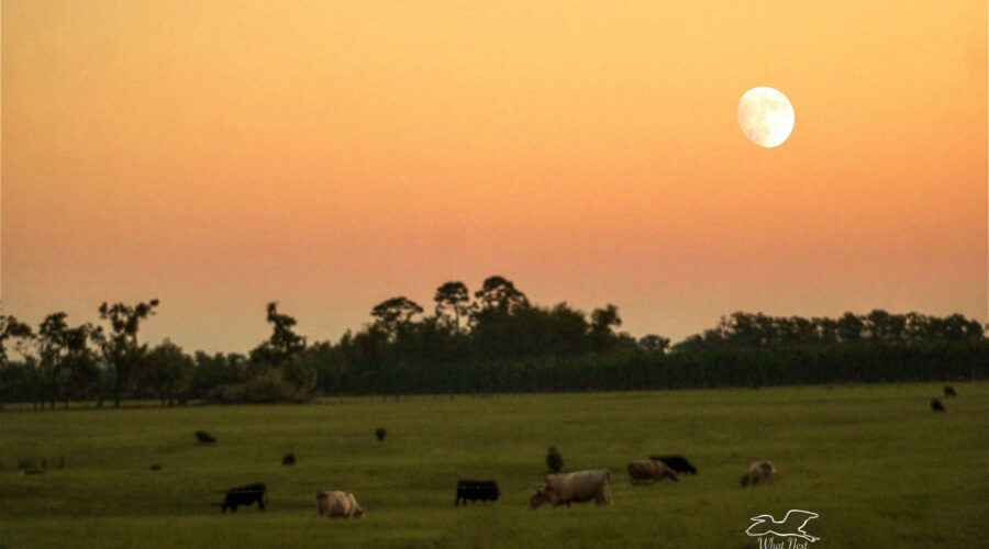 A beautiful fall evening in central Florida results in a great sunset over grazing cattle.