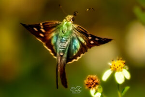 A bean leaf roller butterfly takes flight away from a pair of blackjack flowers where it was feasting.