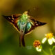 Colorful Bean Leaf Rollers are Back in Florida