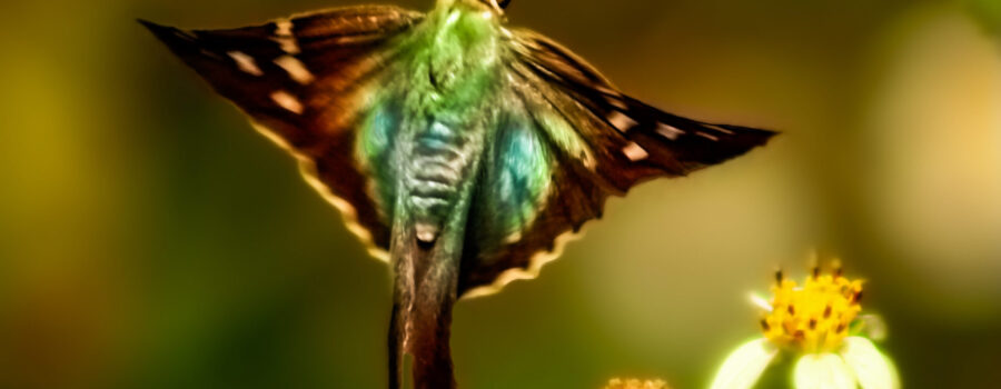 A bean leaf roller butterfly takes flight away from a pair of blackjack flowers where it was feasting.