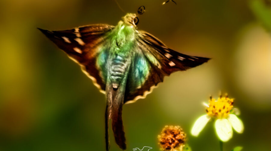 A bean leaf roller butterfly takes flight away from a pair of blackjack flowers where it was feasting.