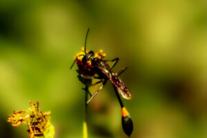 A hungry wasp feasts on an opening blackjack flower.