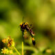 Beautiful Ammophila pectipennis Wasps Love the Nectar of Fall Wildflowers