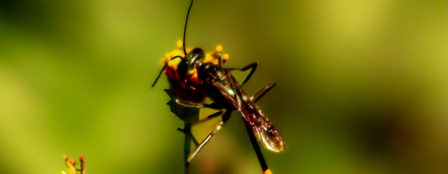 A hungry wasp feasts on an opening blackjack flower.