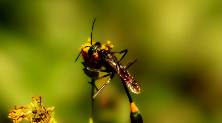 A hungry wasp feasts on an opening blackjack flower.