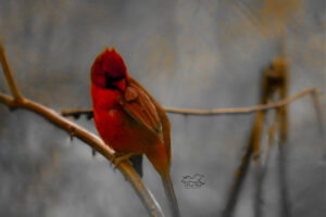 A young male cardinal preens himself on a misty early morning.