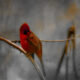 The Colorful Young Cardinals are Really Sticking Around