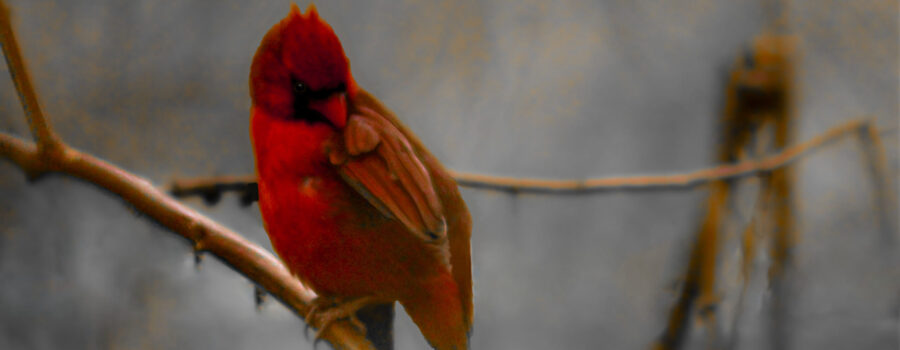 A young male cardinal preens himself on a misty early morning.