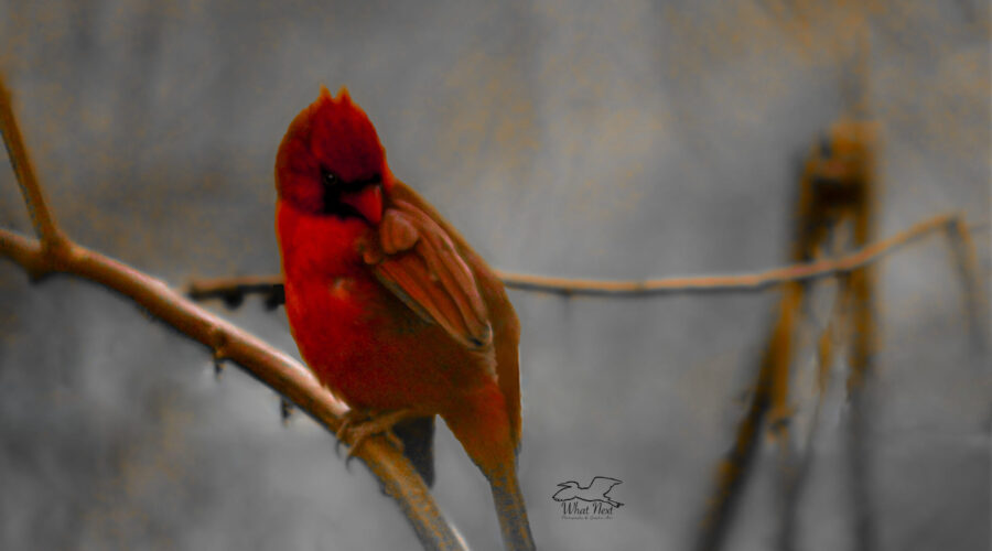 A young male cardinal preens himself on a misty early morning.