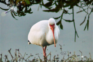 A white ibis probes through the bottom of a pond in search of food.