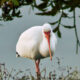 White Ibis Have an Interesting Way of Feeding