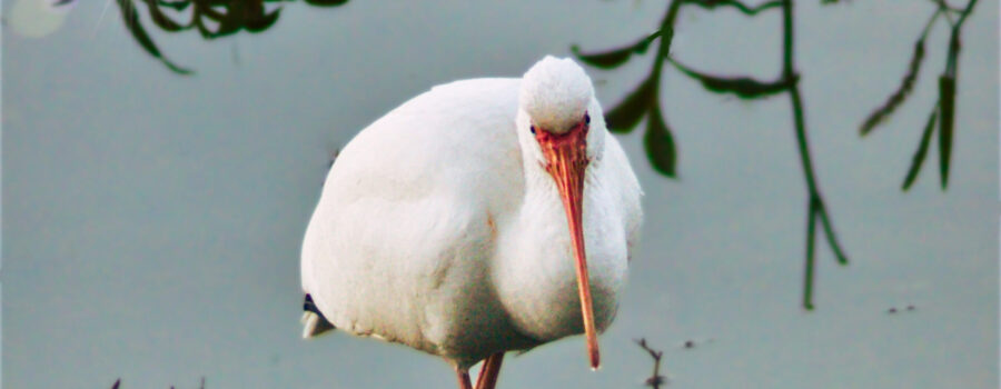 A white ibis probes through the bottom of a pond in search of food.