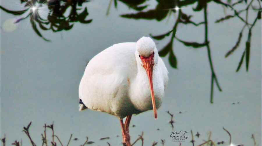 A white ibis probes through the bottom of a pond in search of food.