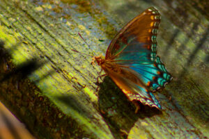 A red spotted purple butterfly glows in the morning sun as it perches on a weathered piece of plank.