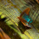 The Red Spotted Purple is Always a Beautiful Butterfly