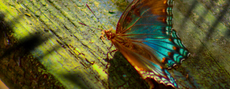 A red spotted purple butterfly glows in the morning sun as it perches on a weathered piece of plank.