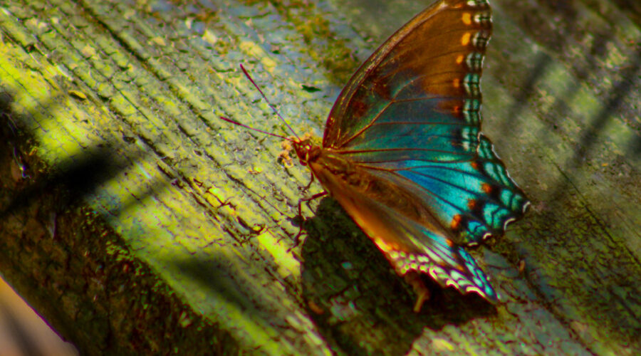 A red spotted purple butterfly glows in the morning sun as it perches on a weathered piece of plank.