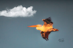 A white pelican heads to its roosting area as the sun is setting.