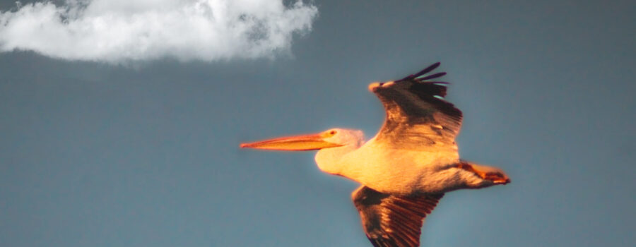 A white pelican heads to its roosting area as the sun is setting.