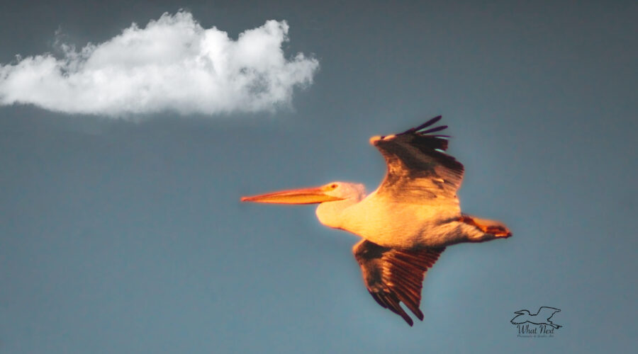 A white pelican heads to its roosting area as the sun is setting.