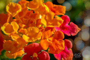 A bunch of lantana flowers glows brightly in the autumn sun.