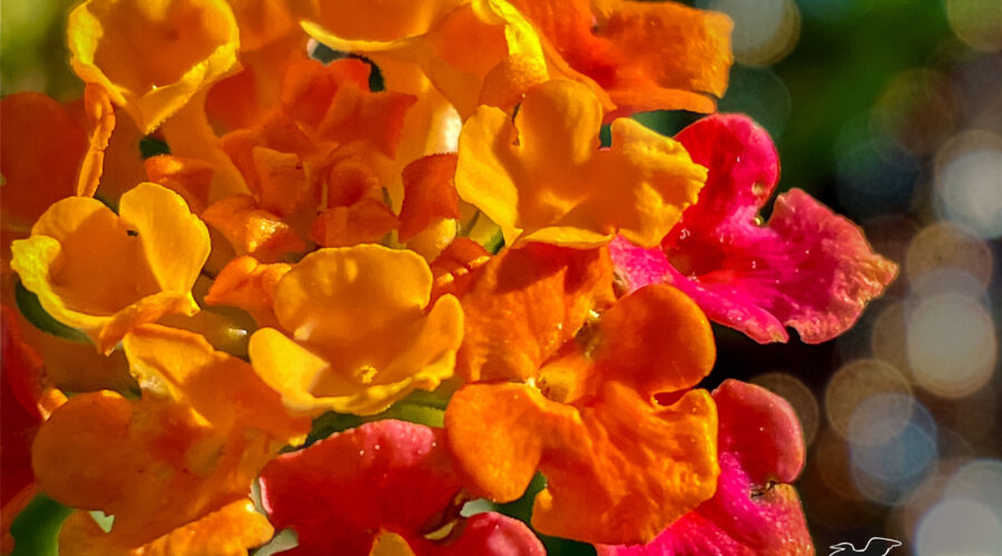 A bunch of lantana flowers glows brightly in the autumn sun.