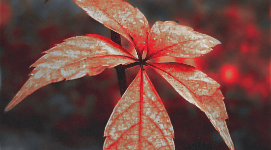 Fall colors are emphasized with the artistic processing in this photo of a vine leaf.