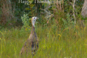 A wild turkey strolls through the high grass, ready to run into the woods if danger approaches. We wish everyone a Happy Thanksgiving!