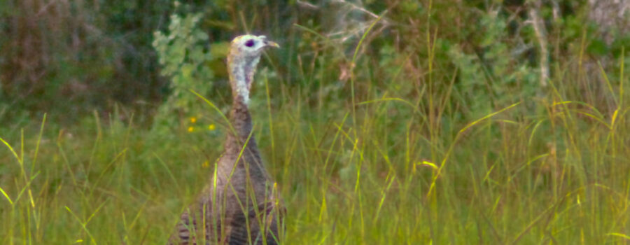 A wild turkey strolls through the high grass, ready to run into the woods if danger approaches. We wish everyone a Happy Thanksgiving!