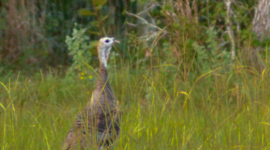 A wild turkey strolls through the high grass, ready to run into the woods if danger approaches. We wish everyone a Happy Thanksgiving!