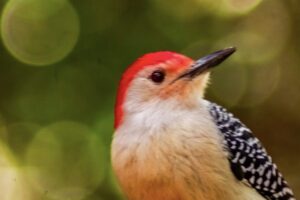 A red bellied woodpecker looks around at his world in a southern paradise.