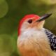 The Woodpeckers are Living in a Beautiful Wildlife Paradise