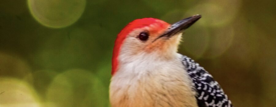 A red bellied woodpecker looks around at his world in a southern paradise.