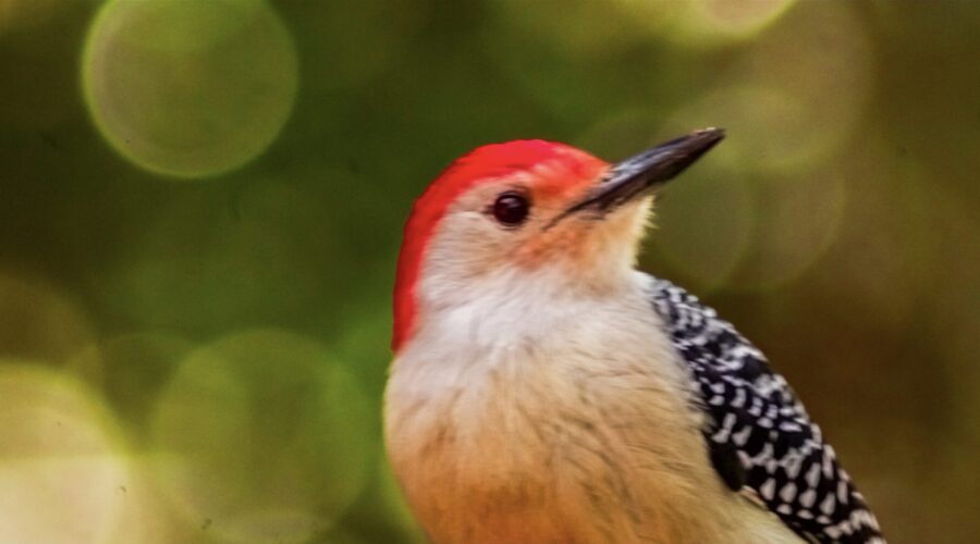 A red bellied woodpecker looks around at his world in a southern paradise.