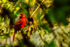 A young male northern cardinal sits on a twig and catches some afternoon sunshine.