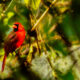 A Beautiful Bright Red Bird Enjoys Some Sun