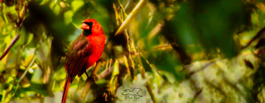 A young male northern cardinal sits on a twig and catches some afternoon sunshine.