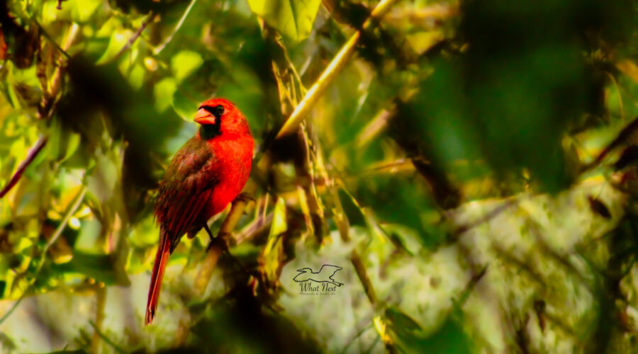 A young male northern cardinal sits on a twig and catches some afternoon sunshine.