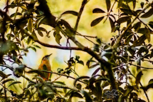 A Carolina wren perches in a tree and sings to protect his territory.